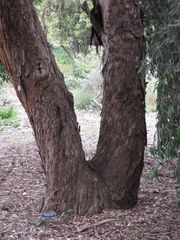 File:180px-IMG 4866 hunt0904.jpg