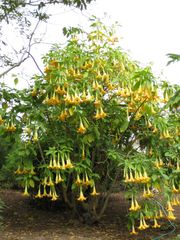 File:180px-IMG 4985 hunt0904.jpg