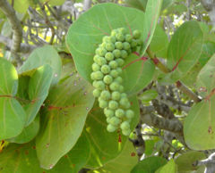 File:240px-Coccoloba uvifera.jpg