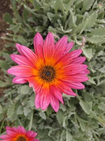 File:360px-IMG 6854 hunt09jun.jpg