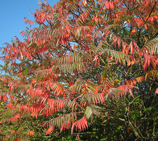 File:536px-Rhus hirta typhina Mortkaute 01.jpg
