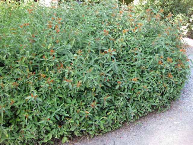 File:640px-IMG 2040 hunt09oct.jpg