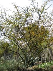 File:180px-IMG 4375 hunt0904.jpg