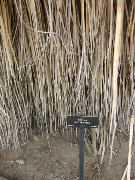 File:450px-IMG 7457 hunt09jun.jpg