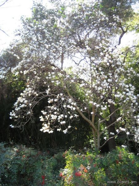File:450px-Magnolia-IMG 0716 hunt07.jpg