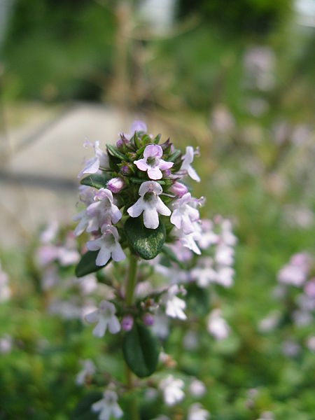 File:450px-Thymus serpyllum var albus2.jpg