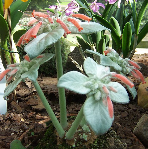 File:596px-Sinningia canescens.jpg