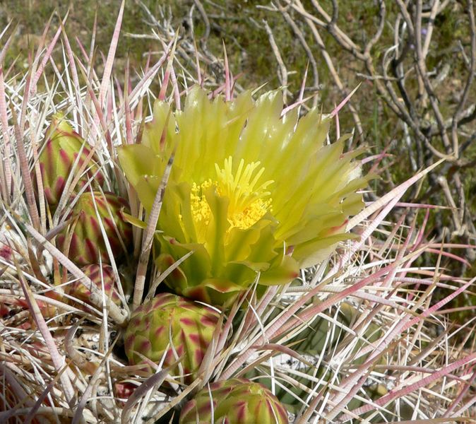 File:674px-Ferocactus cylindraceus 2.jpg