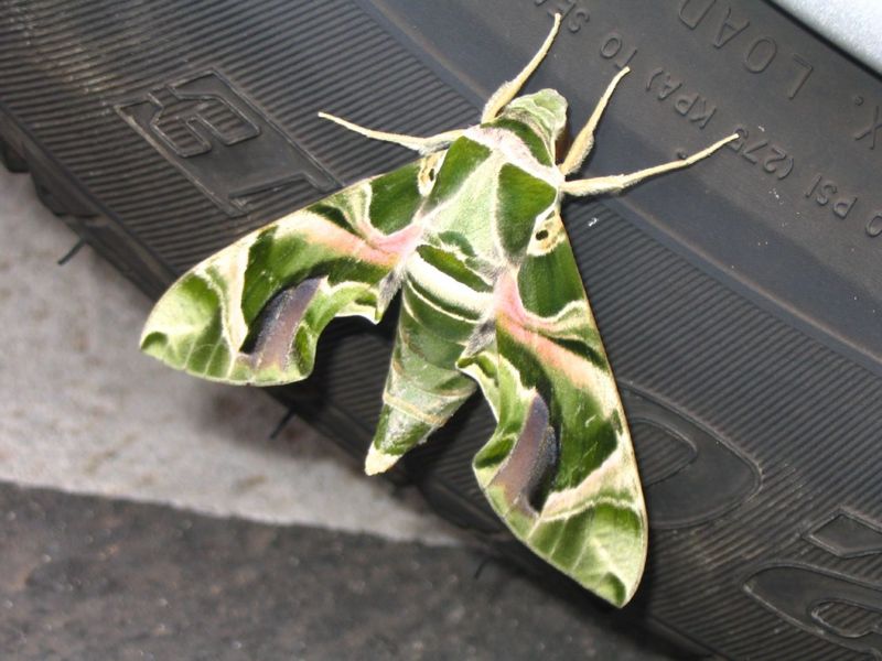 File:800px-Oleander Hawkmoth-5928.jpg