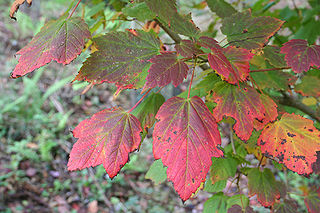 File:320px-Acer spicatum JPG1L.jpg