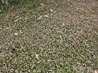 File:320px-IMG 4802 hunt0904.jpg