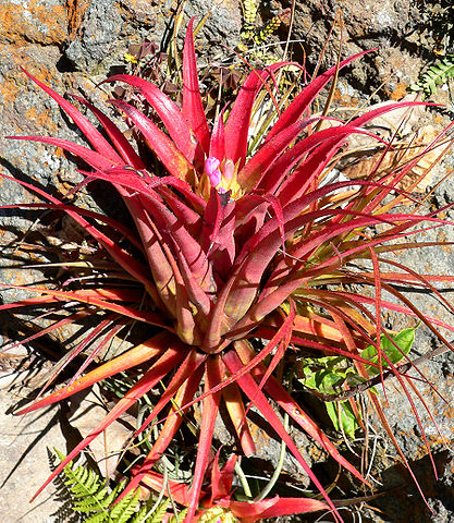 File:417px-Aechmea recurvata var ortgiesii 1.jpg