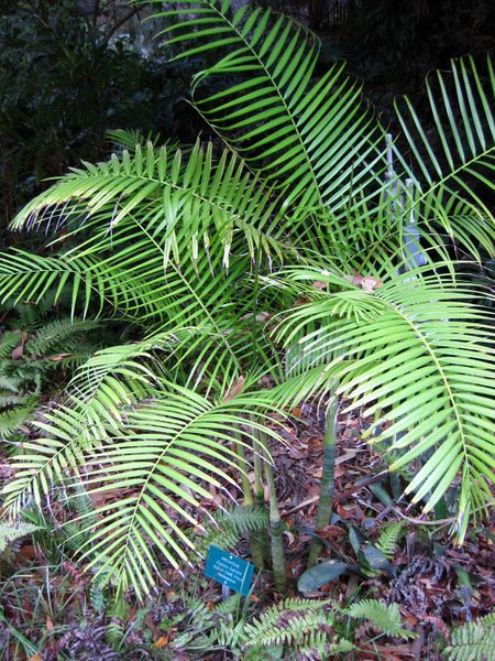 File:450px-IMG 2482 ucla09.jpg