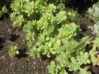 File:320px-IMG 2157 hunt0903.jpg