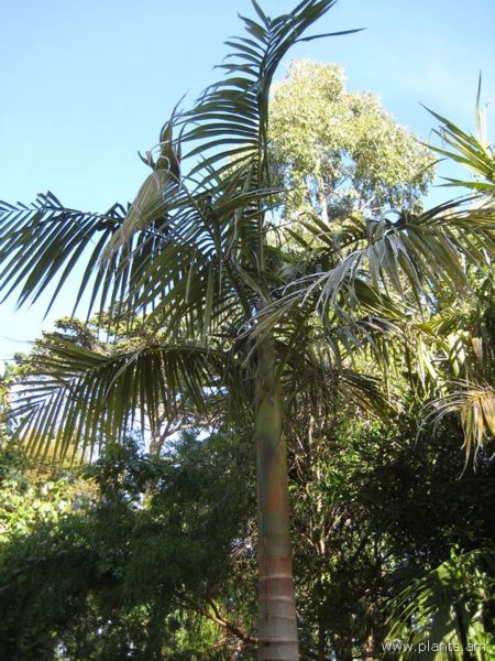 File:450px-Archontophoenix cunninghamiana-var. illawarra-IMG 8097 sfbg0308.jpg