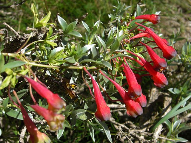 File:640px-Tropaeolum tricolor (1).jpg