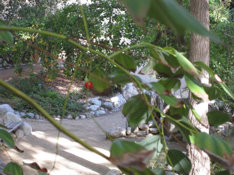 File:800px-IMG 2411 ucla09.jpg