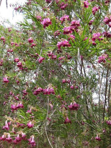 File:360px-IMG 7449 hunt09jun.jpg