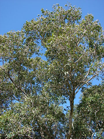 File:360px-Starr 090213-2479 Syzygium cumini.jpg