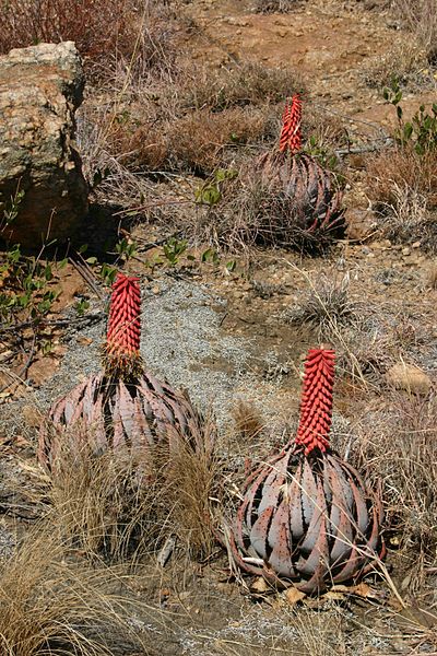 File:400px-Aloe peglerae01.jpg