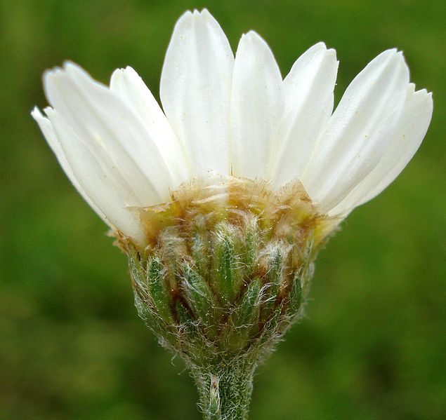 File:635px-Tanacetum corymbosum3 W.jpg