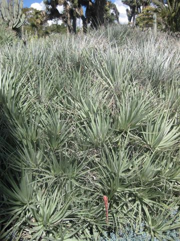 File:360px-IMG 2380 hunt0903.jpg