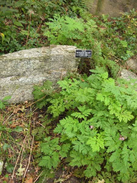 File:450px-IMG 1432 bbg09.jpg