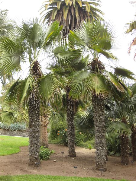 File:450px-IMG 3992 hunt0904.jpg