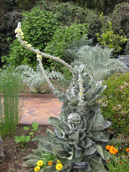 File:450px-IMG 5255 hunt0904.jpg