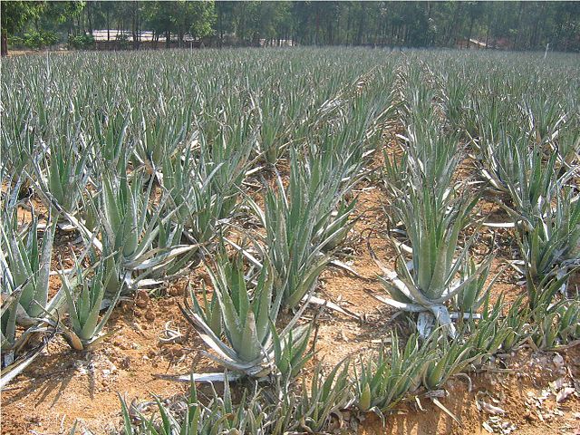 File:640px-Aloe fields.jpg