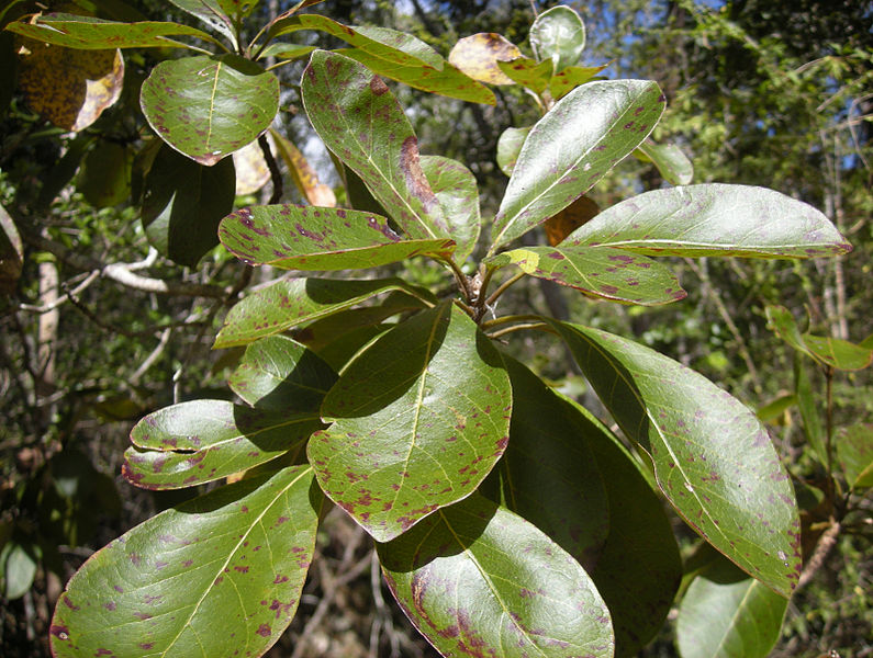 File:795px-Terminalia foliage.jpg