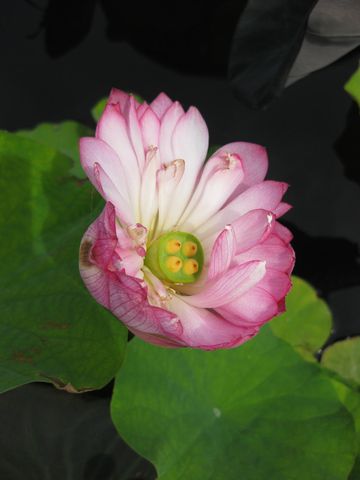 File:360px-IMG 0808 bbg09.jpg