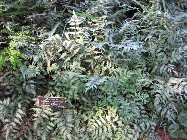 File:640px-IMG 0208 nybg09.jpg