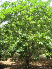 File:180px-Daphnyphyllum macropodum-IMG 3081 lokrun.jpg