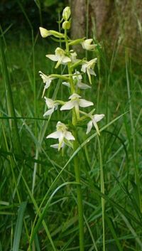 File:200px-Platanthera chlorantha spike.jpg