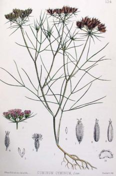 File:232px-Historical CUMIN.jpg