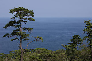 File:320px-Pinus thunbergii Izu Oshima.jpg