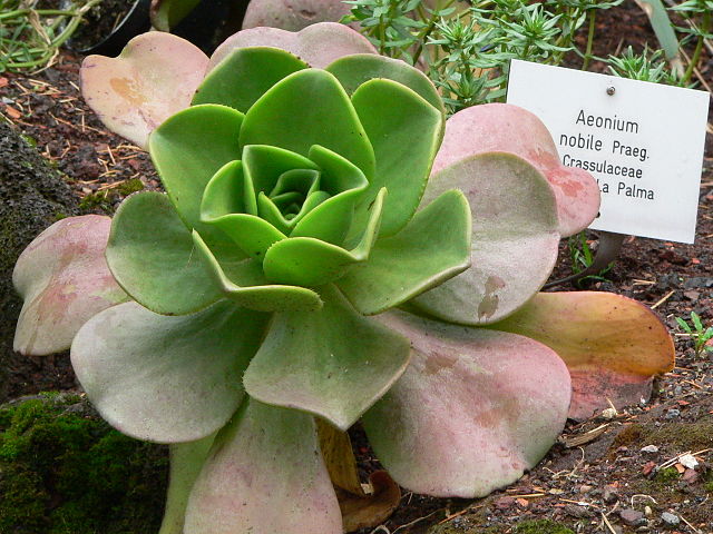 File:640px-Aeonium nobile.jpg