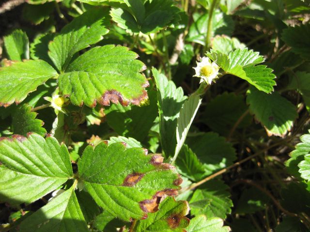 File:640px-IMG 1858 hunt09oct.jpg