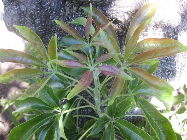 File:640px-IMG 1993 hunt0903.jpg