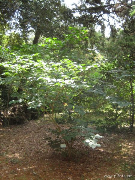 File:450px-Cercis canadensis-IMG 3084 lokrun.jpg