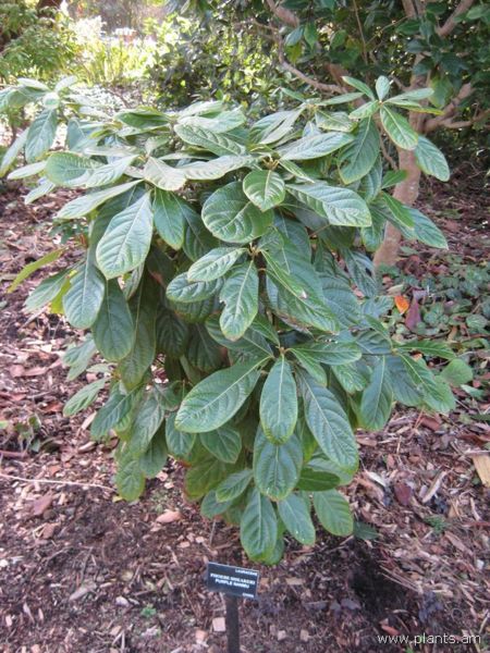 File:450px-Phoebe sheareri-purple nanmu-IMG 7242 sfbg0308.jpg