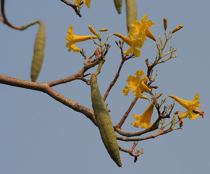 File:Caribean Trumpet Tree (Tabebuia aurea) fruit & flowers W IMG 7055.jpg