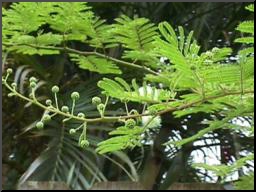 Mimosa tenuiflora