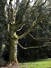 File:180px-Acer cappadocicum spring.jpg