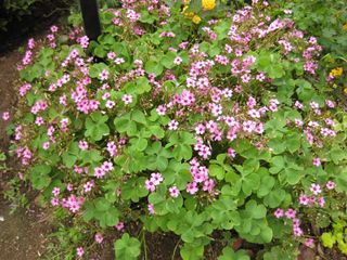 File:320px-IMG 6898 hunt09jun.jpg