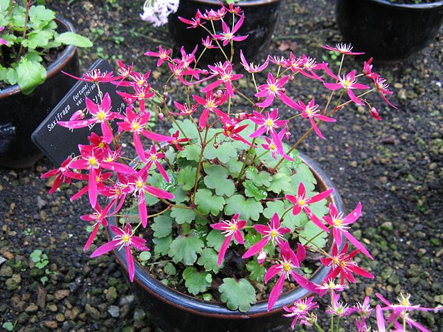 File:640px-Saxifraga fortunei var incisolobata2.jpg
