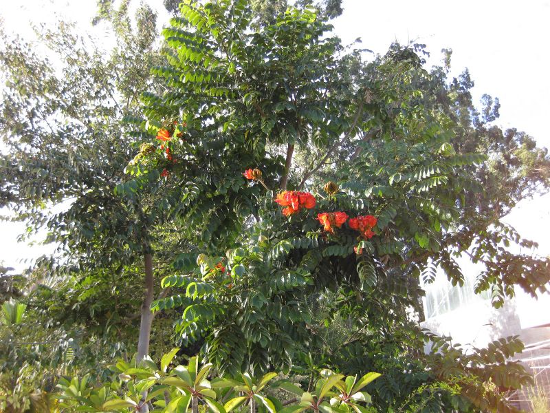 File:800px-IMG 2728 ucla09.jpg