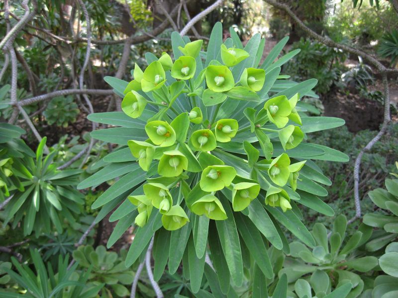 File:800px-IMG 4346 hunt0904.jpg