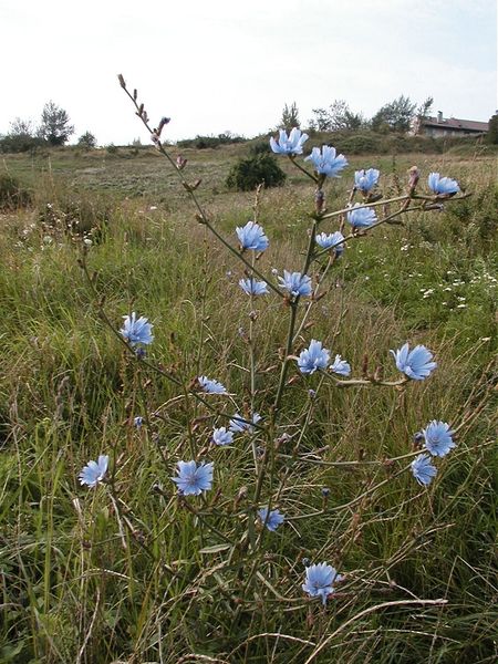 File:Chicory01.jpg